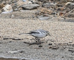 Motacilla alba