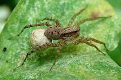 Pardosa pusiola