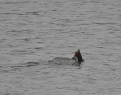 Mergus merganser