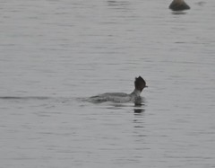 Mergus merganser