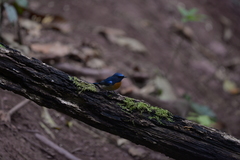 Cyornis glaucicomans