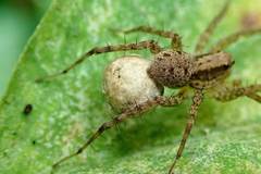 Pardosa pusiola