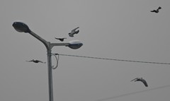 Columba livia domestica