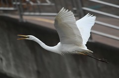 Ardea alba