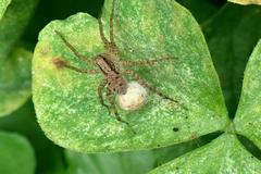 Pardosa pusiola