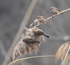 Sinosuthora webbiana