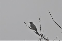 Hypsipetes amaurotis