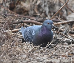Columba livia domestica