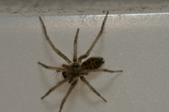 Eratigena agrestis