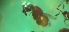 Aphanogmus