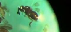 Aphanogmus