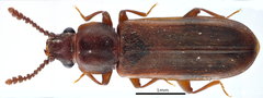 Pediacus dermestoides