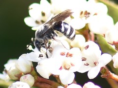 Lasioglossum sexnotatum
