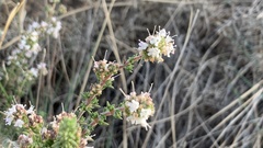 Thymus baeticus