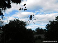 Trichonephila clavipes