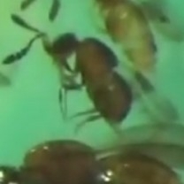 Aphanogmus