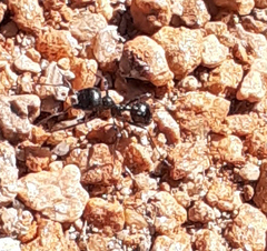 Veromessor pergandei