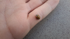 Harmonia axyridis