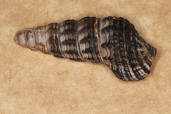 Batillaria australis image