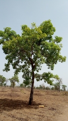 Terminalia macroptera
