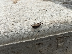 Tettigidea
