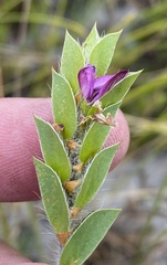 Psoralea imbricata