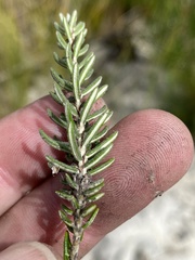 Trichocephalus stipularis