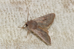Orthosia populeti