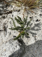 Trichocephalus stipularis
