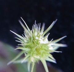 Echinaria capitata