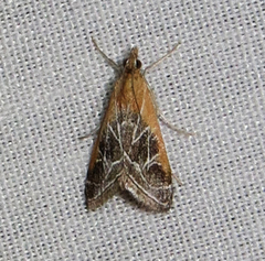 Pyrausta nexalis