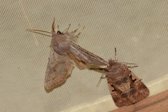 Orthosia populeti