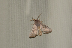 Orthosia populeti
