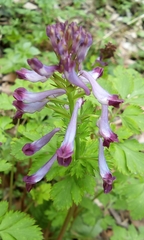 Corydalis incisa