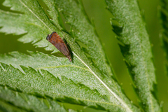 Dichrorampha sedatana