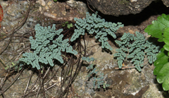 Argyrochosma microphylla