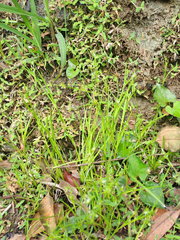 Juncus prismatocarpus leschenaultii