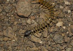 Scolopendra valida