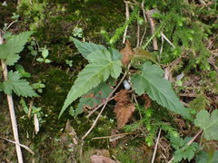 Rubus corchorifolius