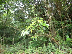 Daphniphyllum oldhami