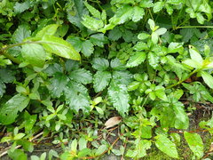 Causonis japonica