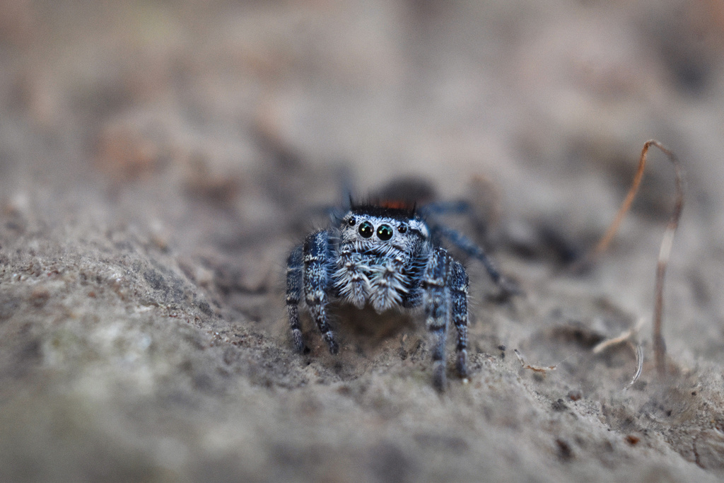 Phidippus pompatus