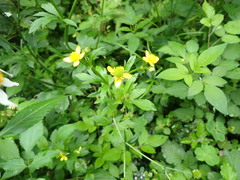 Ranunculus cantoniensis