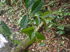 Diospyros morrisiana