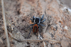Phidippus pompatus