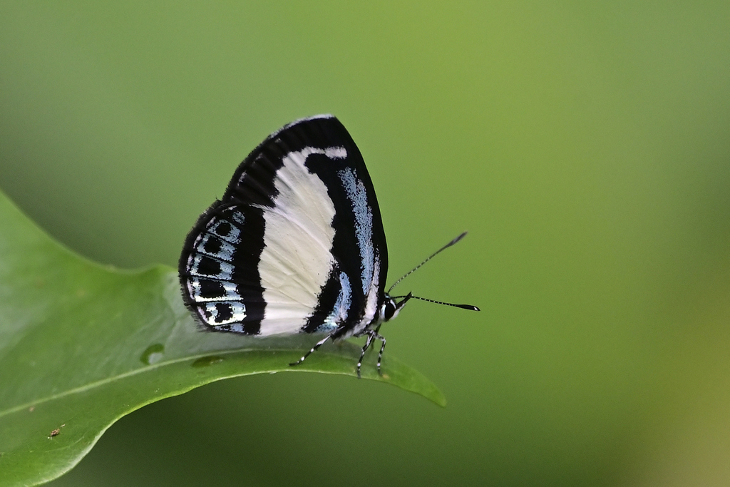 Small Green Banded Blue