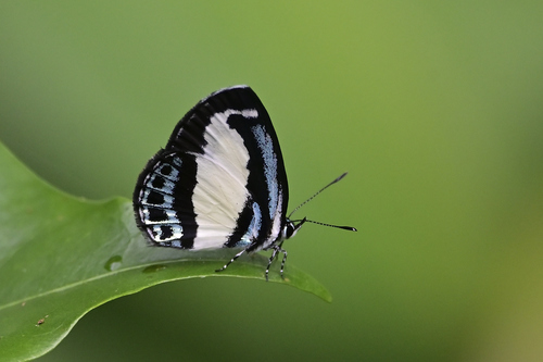 Small Green Banded Blue