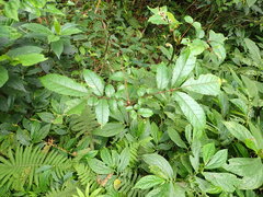 Meliosma rhoifolia
