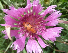 Leptopalpus rostratus