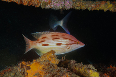 Bodianus unimaculatus